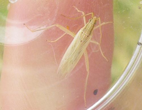 Stenodema laevigata